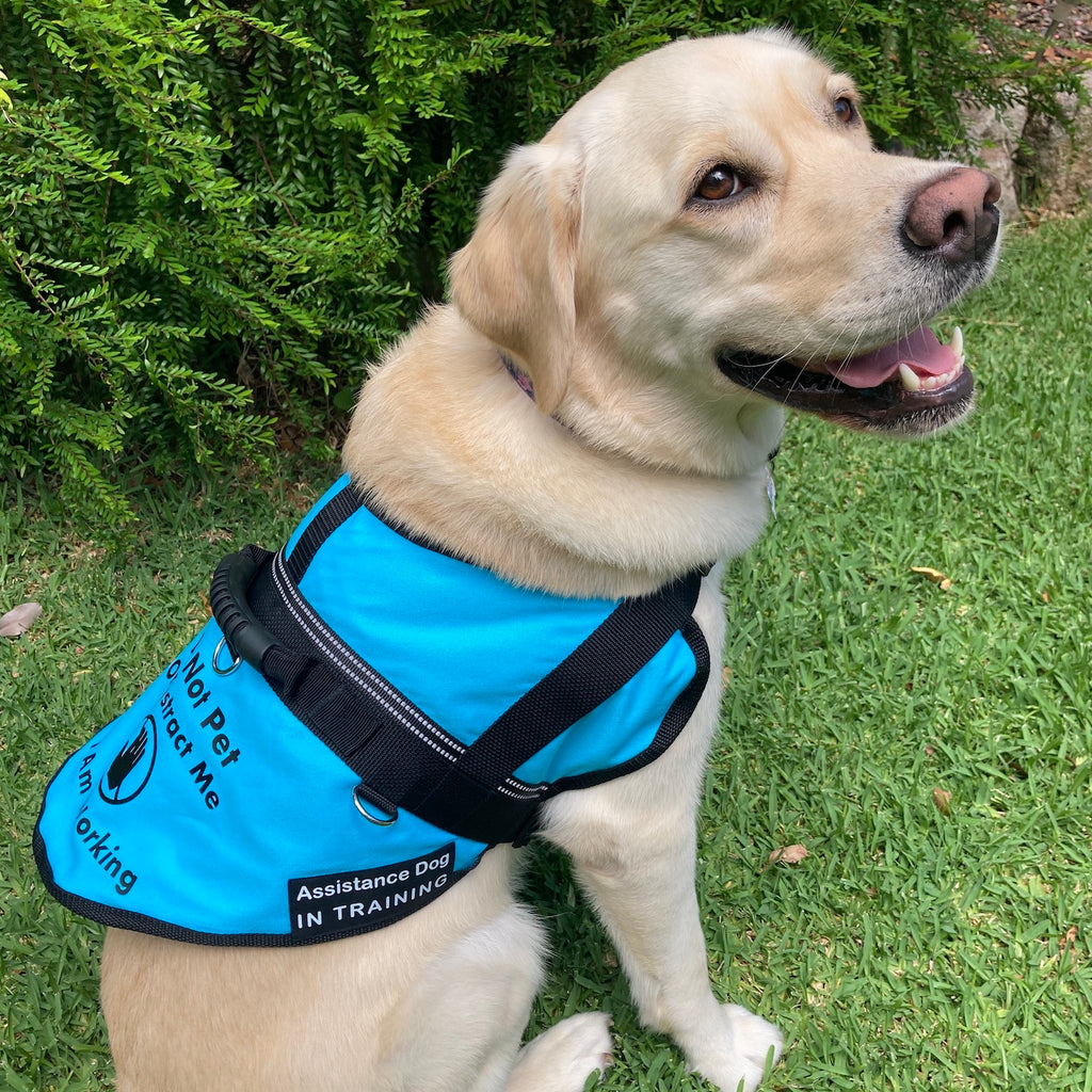 Handled Therapy/Assistance Dog Training Vest/Coat/ with ID Pouch (Badges & Print not included)