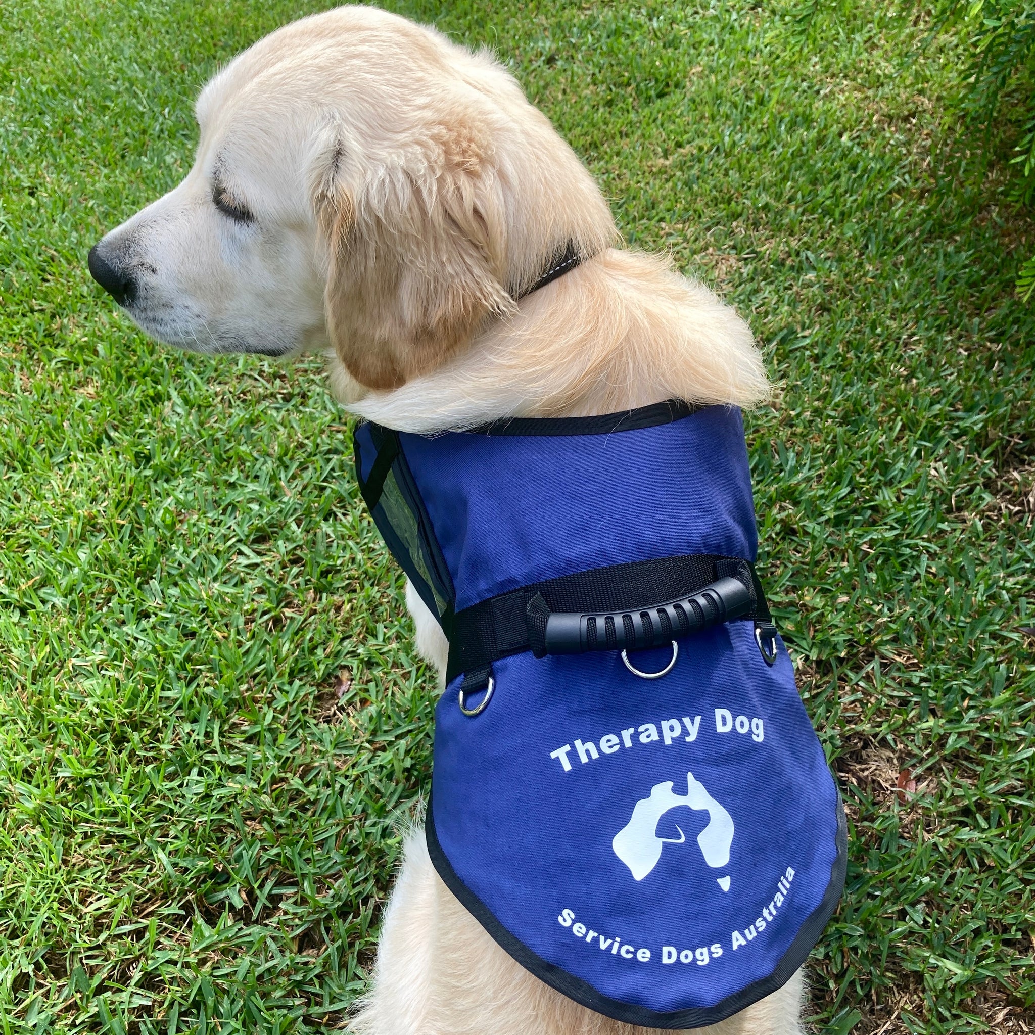 Assistance dog in training vest best sale