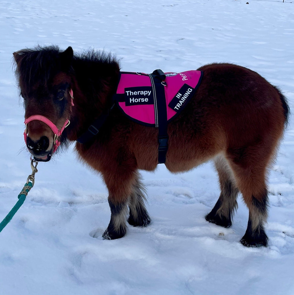 Equine Therapy Vest for Mini Horses - Choice of colours and sizes