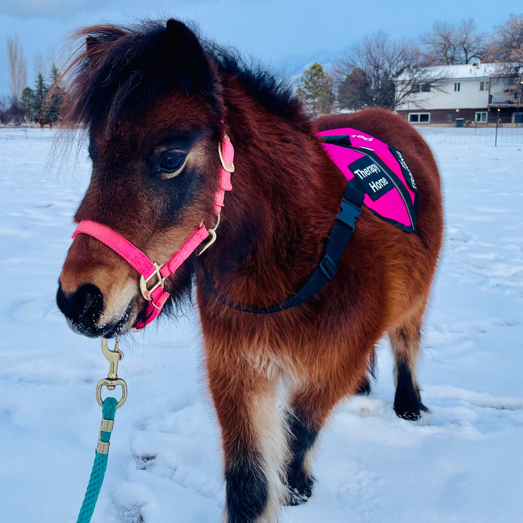 Equine Therapy Vest for Mini Horses - Choice of colours and sizes