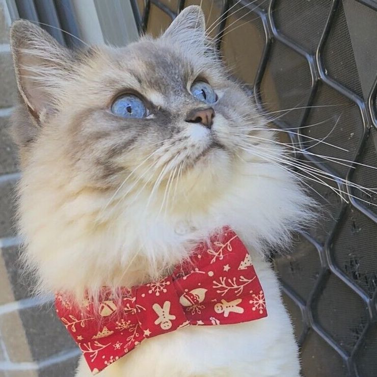 Xmas Cat Bow Tie - Choice of Fabrics