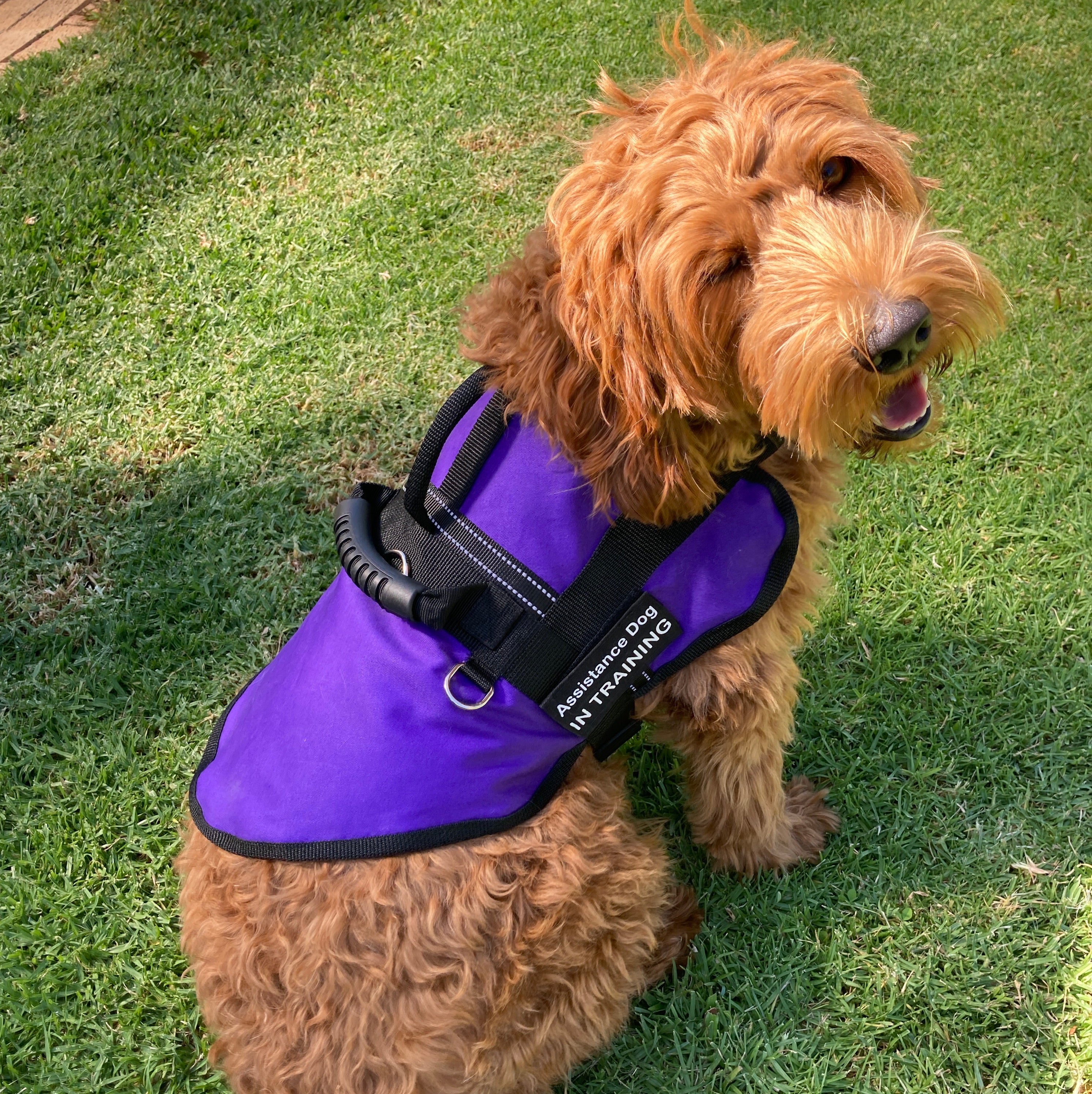 Service dog clearance coat