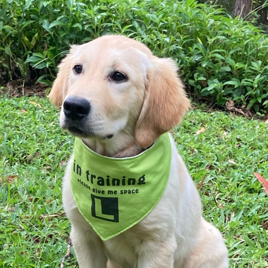 In Training Dog Bandanas Pebbles Paws