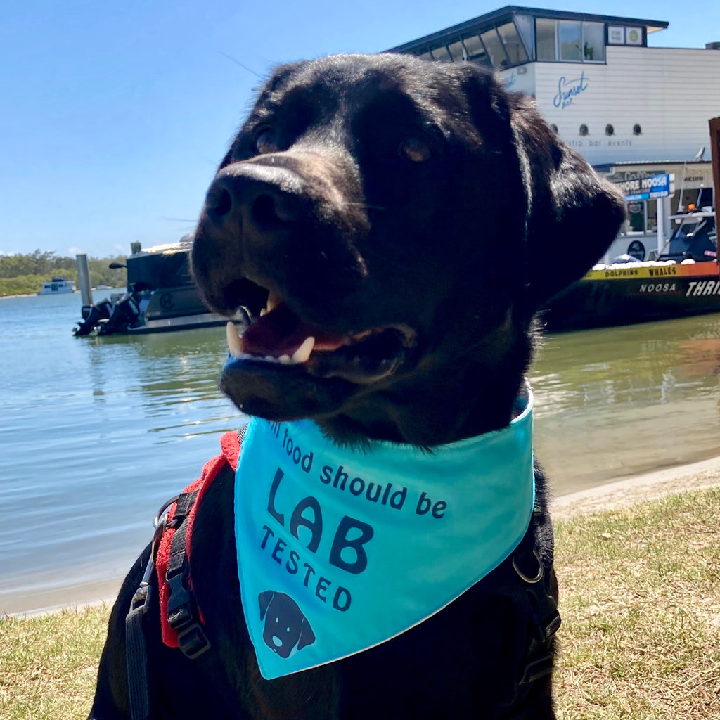 "LAB TESTED" Dog Bandana - Choice of colours